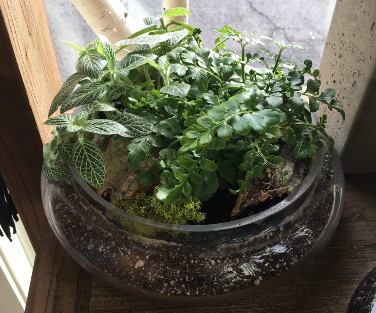 Importance of Houseplants in improving your health and happiness: